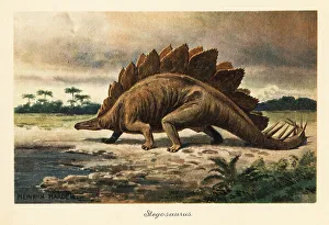 Stegosaurus armatus of the Late Jurassic