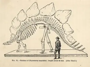 Extinctmonstersandcreaturesofotherdays Prints: Stegosaurus armatus skeleton