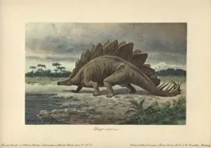 Stegosaurus armatus is a type of armored dinosaur