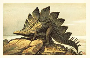 Herbivorous Prints: Stegosaurus, extinct genus of herbivorous dinosaur