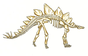 North America Gallery: Stegosaurus skeleton