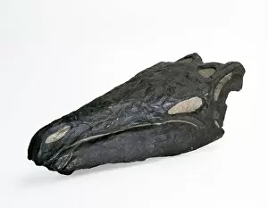 Eurypoda Collection: Stegosaurus skull