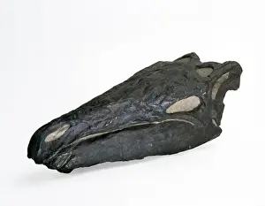 Ornithischia Prints: Stegosaurus skull