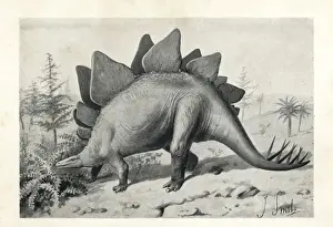 Extinctmonstersandcreaturesofotherdays Prints: Stegosaurus ungulatus, dubious species