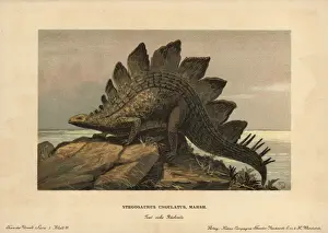 Dwelling Prints: Stegosaurus ungulatus, extinct ground-dwelling