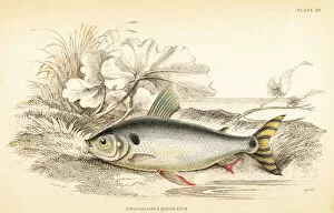 Salmon Gallery: Steindachnerina binotata