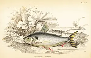 Steindachnerina binotata