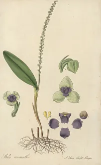 Figured Prints: Stelis micrantha orchid