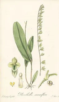 Stelis multirostris orchid