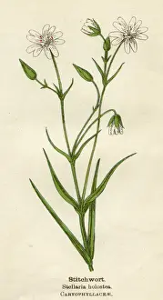 STELLARIA HOLOSTEA