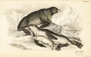 Amphibious Gallery: Steller sea lion, Eumetopias jubatus