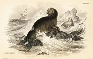 Steller sea lion, Eumetopias jubatus