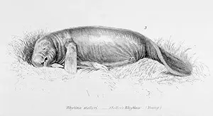 1751 Prints: Stellers Sea-Cow