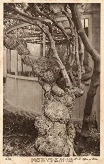 Stem Prints: Stem of the Great Vine - Hampton Court
