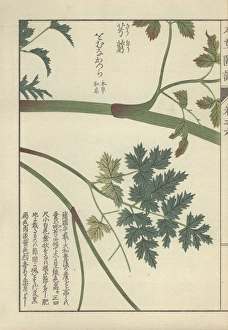 Stem and pale and dark green leaf fronds of Stem and pale and dark green leaf fronds of