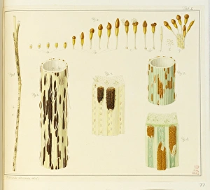 Aestivum Gallery: Stem rust, Puccinia, wheat, Triticum aestivum