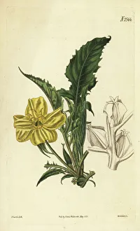 Weddell Prints: Stemless evening primrose, Oenothera triloba
