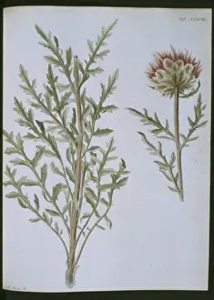 Linnaeus Prints: Stemmacantha uniflora