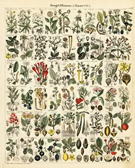 Olive Collection: Stemmed plants