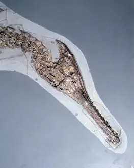 Steneosaurus bollensis