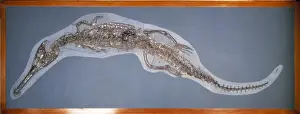 Steneosaurus bollensis