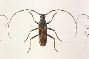 Stenochorus Gigas
