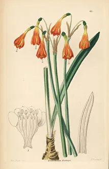Drake Gallery: Stenomesson aurantiacum