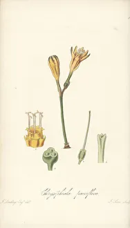 South America Prints: Stenomesson pauciflorum