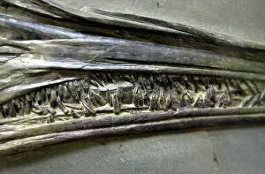 Stenopterygius quadriscissus, ichthyosaur