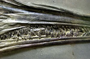 Reptilia Gallery: Stenopterygius quadriscissus, ichthyosaur