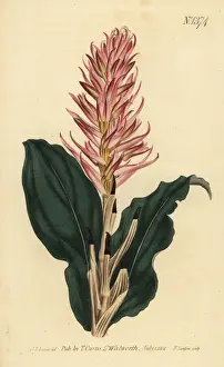 Sansom Prints: Stenorrhynchos speciosum orchid