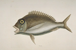 Mark Catesby Collection: Stenotomus chrysops, scup