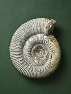 Ammonoidea Gallery: Stephanoceras humphriesianum, ammonite