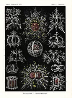 Radiolaria Collection: Stephoidea radiolaria or radiozoa