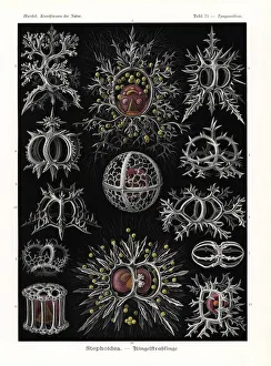 Stephoidea radiolaria or radiozoa Stephoidea radiolaria or radiozoa