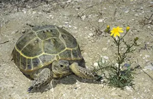 Steppe Prints: Steppe / Horsfields Tortoise - active during day