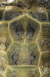 Amphibians Collection: Steppe / Horsfields Tortoise carapace from above