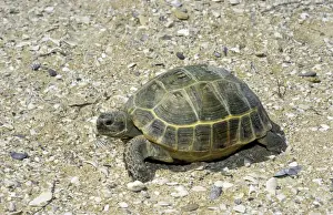 Steppe Prints: Steppe / Horsfields Tortoise - desert