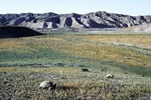 Amphibians Collection: Steppe / Horsfields Tortoises graze