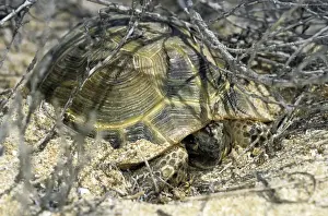 Steppe Prints: Steppe Tortoise - emerges from an overnight shelter