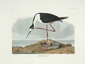 Brow Prints: Stercorarius longicaudus, long-tailed jaeger