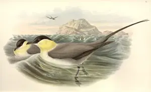 Stercorarius longicaudus, long-tailed jaeger