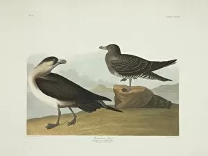 Seabird Gallery: Stercorarius parasiticus, parasitic jaeger