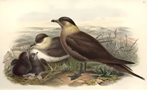 Stercorarius parasiticus, parasitic jaeger