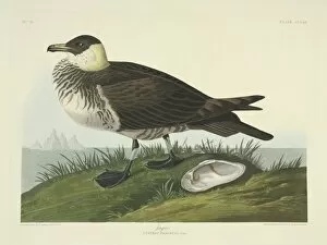 Seabird Gallery: Stercorarius pomarinus, Pomarine skua