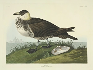 Seabird Gallery: Stercorarius pomarinus, Pomarine skua