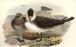Stercorarius pomarinus, Pomarine skua