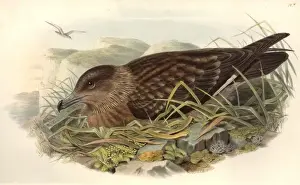 Stercorarius skua, great skua
