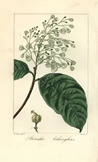 Botanicalillustration Prints: Sterculia balanghas, native to Africa, America and Asia