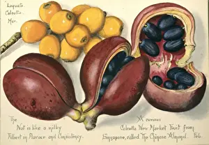 Almond Prints: Sterculia and Eriobotrya japonica, Chinese almond and loqua